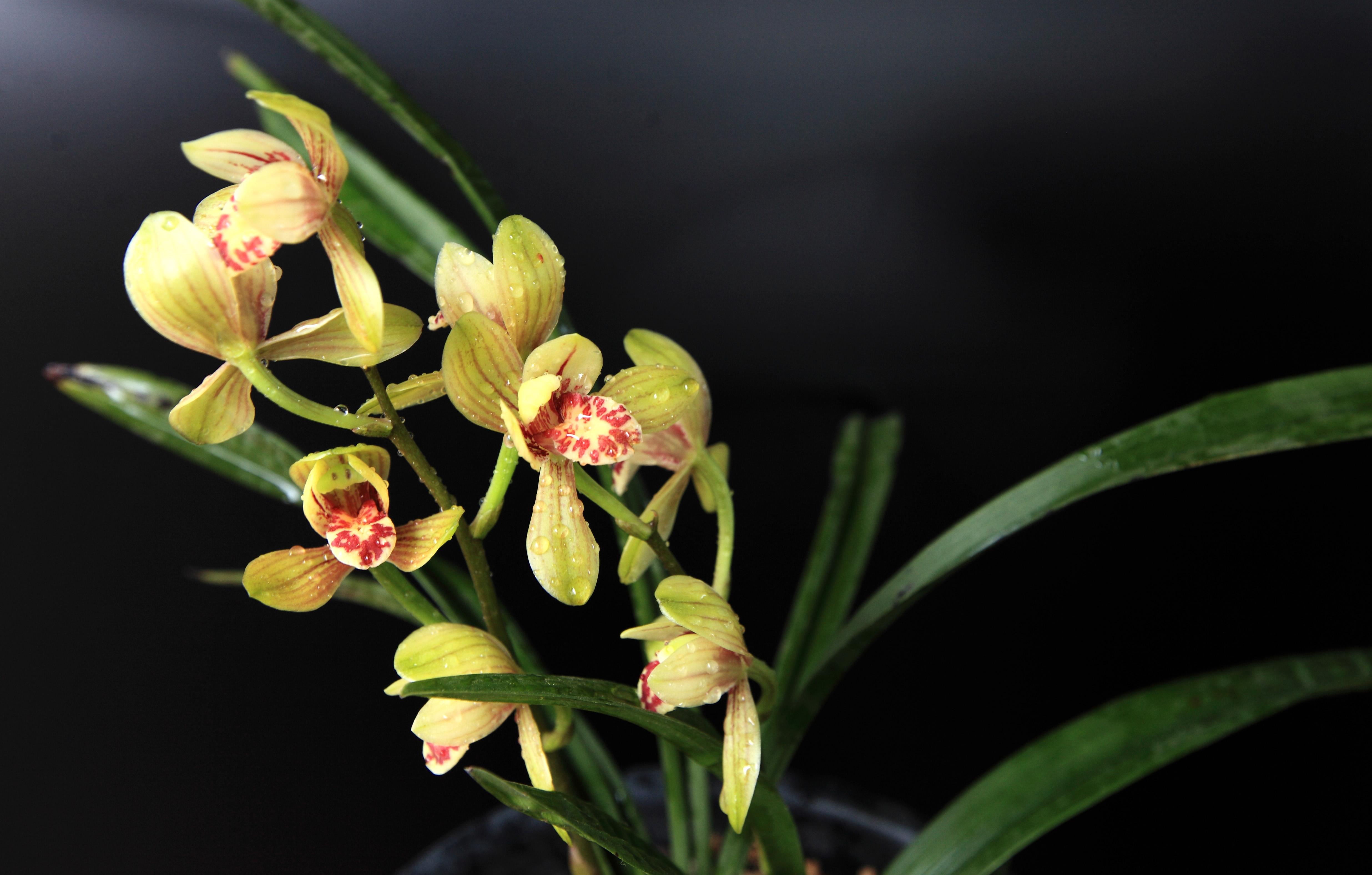  p>建兰(学名: i>cymbidium ensifolium /i>  (l. ) sw.