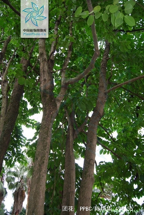 bosser)是茜草科团花属植物,落叶大乔木,高达30米;树干通直,基部略