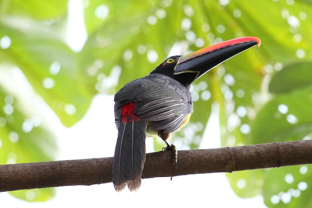 亦为最喧闹的森林鸟,可发出隆隆巨响声,号角声与刺耳嗄声.