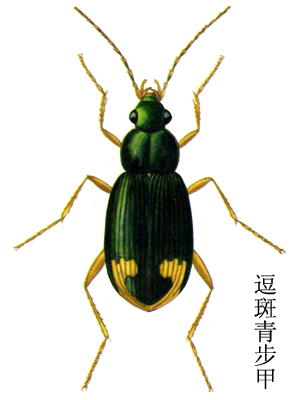 逗斑青步甲