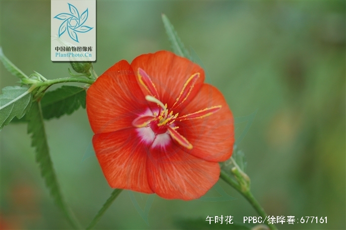 午时花