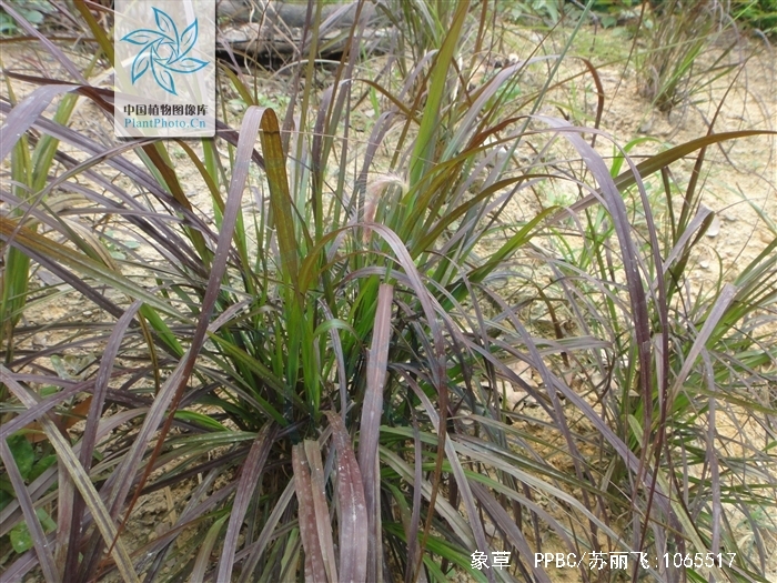  p>象草(学名: i>pennisetum purpureum /i> schum.