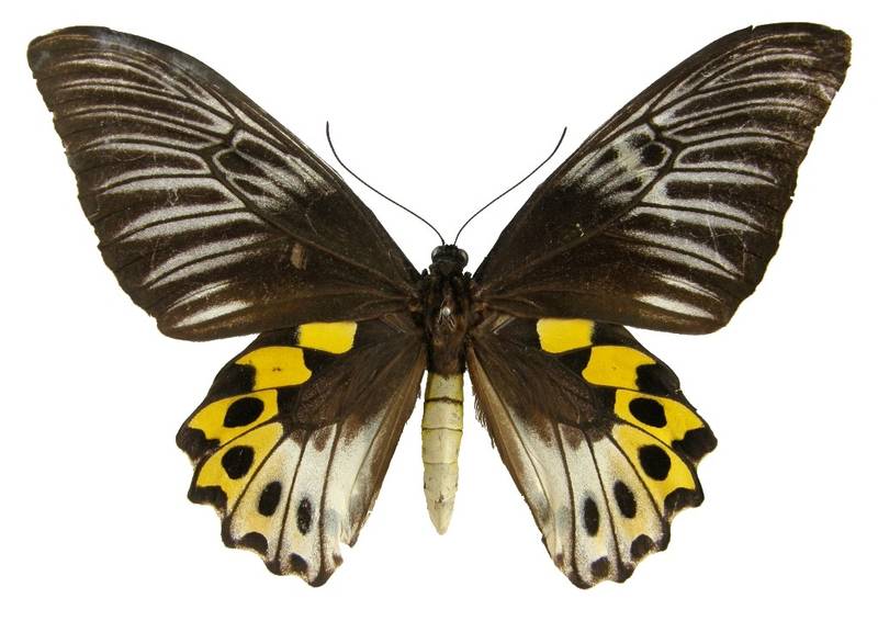  p>海滨裳凤蝶指名亚种(学名:troides hypolitus hypolitus)是凤蝶科 