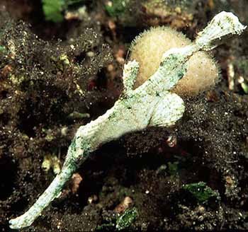  p>体较短侧扁,尾部较短,体被以星状骨片,吻很长,呈管状,侧扁,口小面