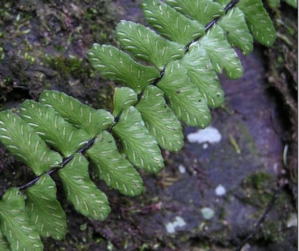 根状茎直立或斜升,粗壮;鳞片披针形;叶簇生;叶脉羽状,纤细,两面均不见