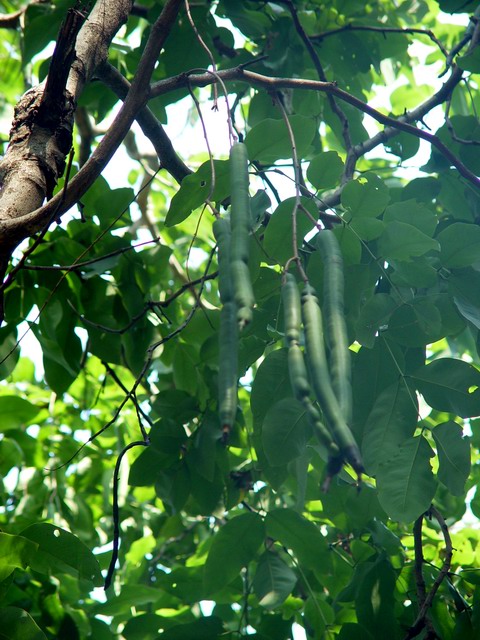  p>腊肠树(学名: i>cassia fistula /i>  l.):是豆科决明属植物.