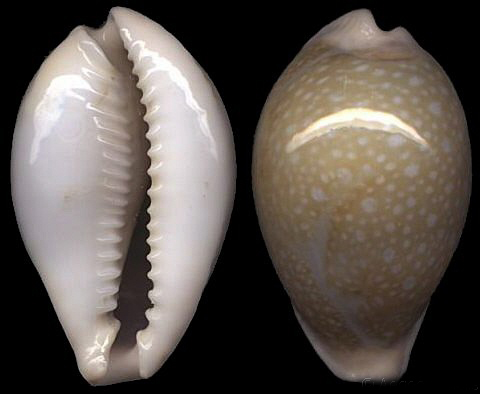  p>初雪宝螺(学名:erosaria miliaris miliaris)是腹足纲宝螺科的 a