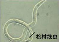 data-lemmaid="5351977">萎蔫病 /a>,是由松材线虫(bursaphelenchus