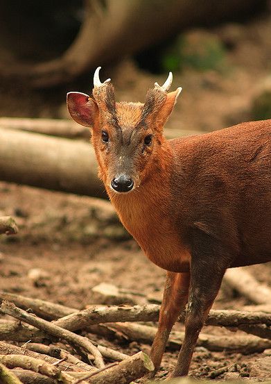  p>台湾山羌(学名: i>muntiacus reevesi micrurus /i>):是偶蹄目,鹿