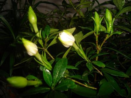 栀子（茜草科、栀子属植物）_百度百科
