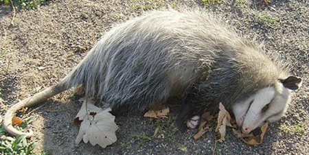 ">负鼠目 /a>, a target="_blank" href="/item/负鼠科/1955423" data