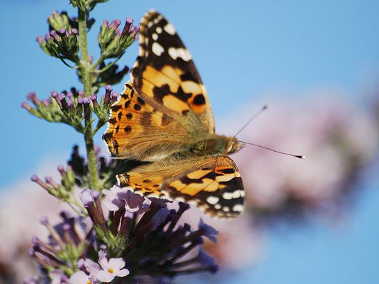  p>小红蛱蝶(学名: i>vanessa cardui /i>)是蛱蝶科红蛱蝶属的一种