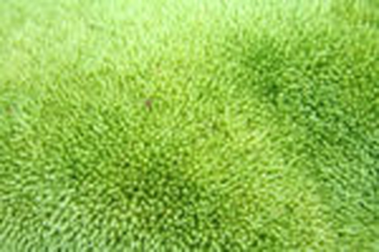 植株丛生,褐绿色,高2