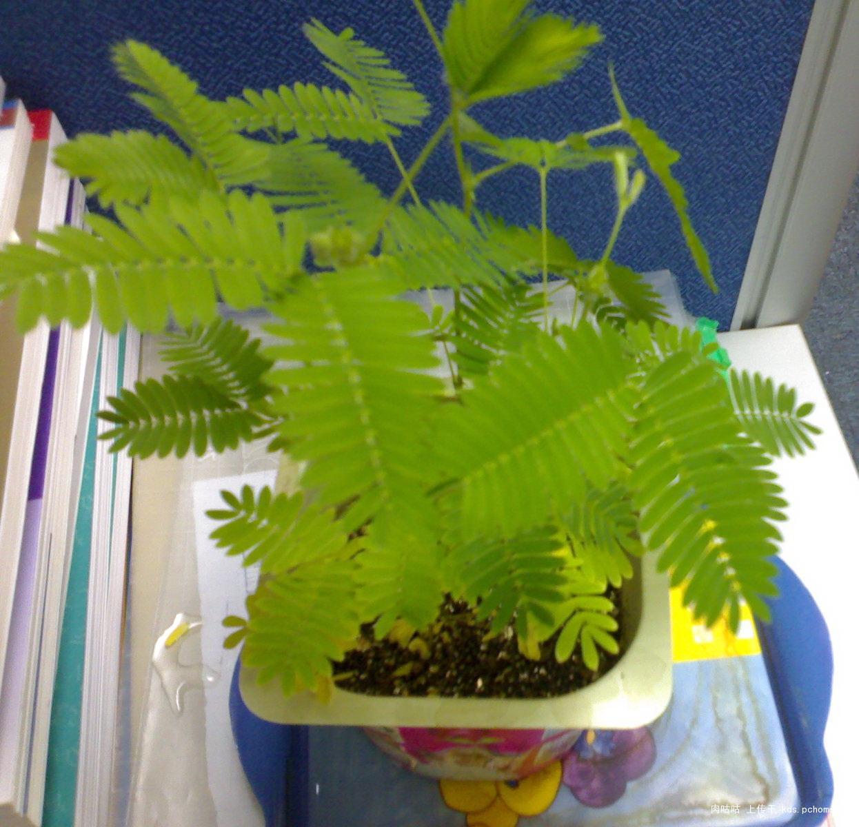  p data-id="gnwge8m2g4">感性运动是指植物体受到不定向的外界刺激而