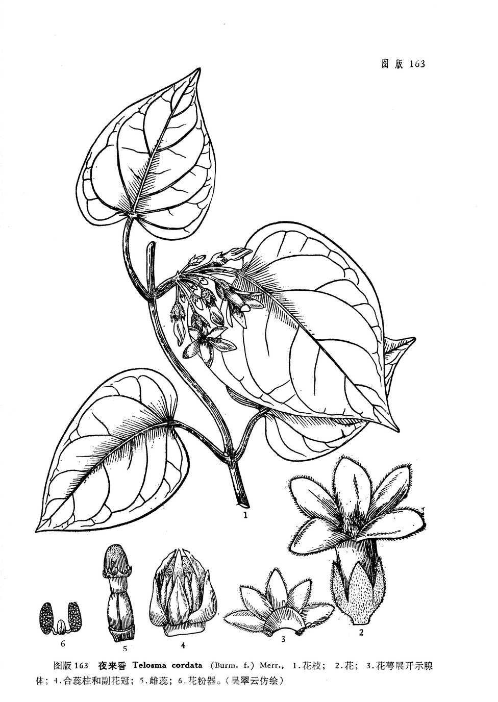 telosma pallida (roxb.) craib