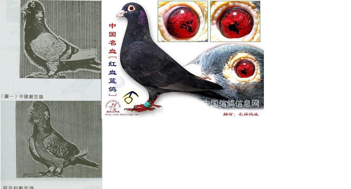  p>戴笠鸽,18世纪欧美国家引进此鸽,首次由美国人凡俄尔在伦敦参加