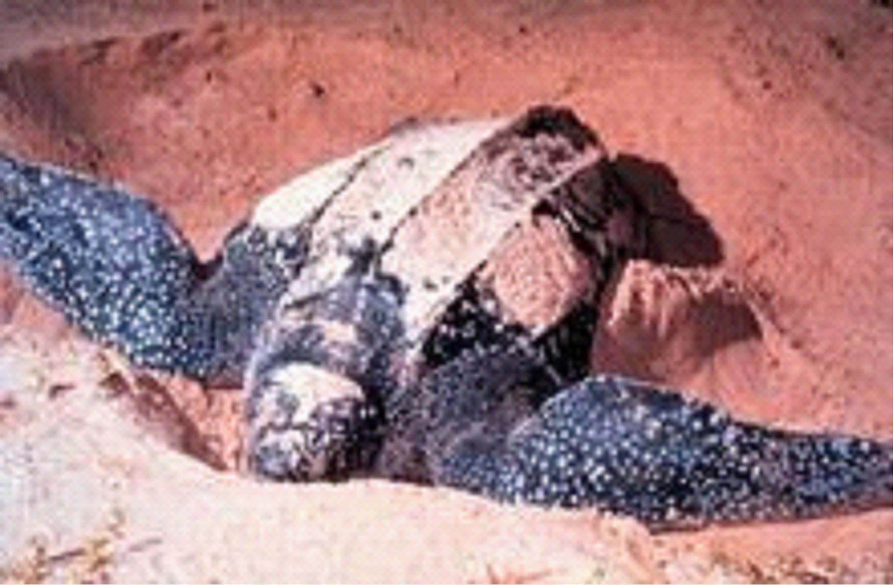  p>棱皮龟(学名: i>dermochelys coriacea /i>),属棱皮龟科,棱皮龟属