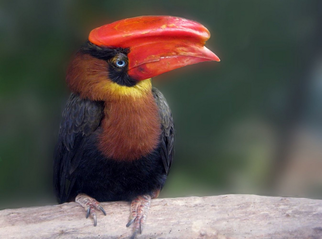  p>棕犀鸟,是一种形态美观,动作异常敏捷的罕见鸟类之一,是菲律宾特有