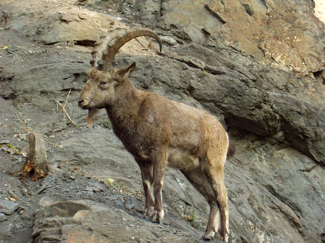  p>西高加索羱羊(学名: i>capra caucasica /i>):是偶蹄目,牛科,山羊