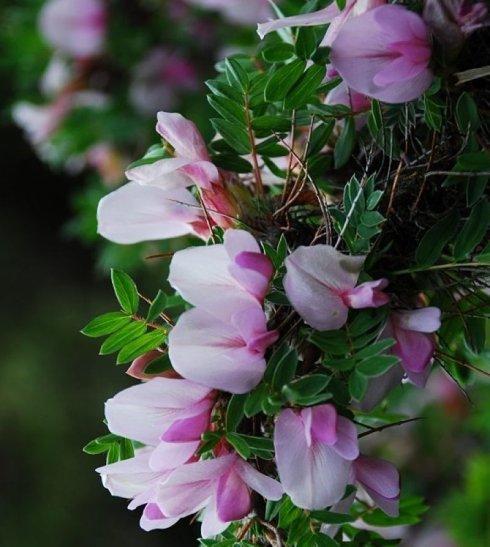  p>鬼箭锦鸡儿(学名: i>caragana jubata /i>)是豆科锦鸡儿属植物.