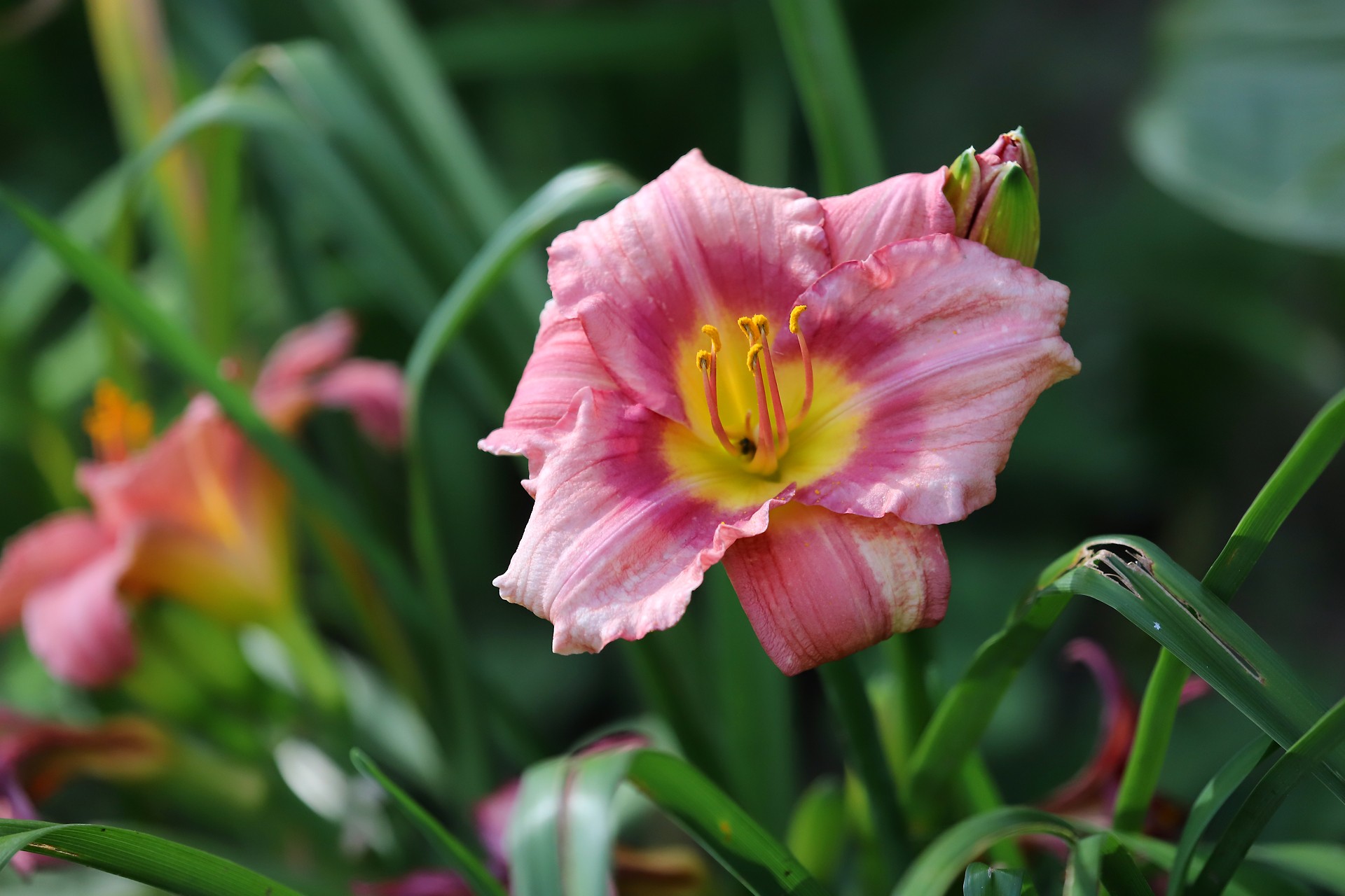  p>大花萱草(学名: i>hemerocallis hybrida /i> bergmans)是百合科