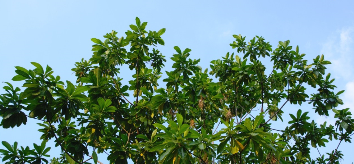  p>大叶糖胶树(学名: i>alstonia macrophylla /i> wall. ex g.