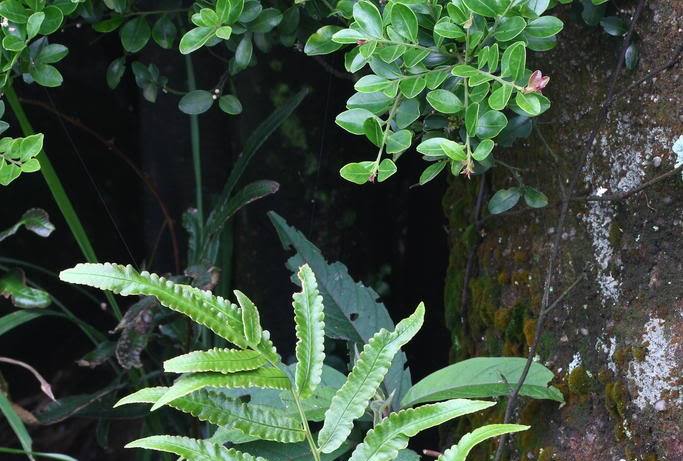  p>常春藤鳞果星蕨(学名: i>lepidomicrosorium hederaceum /i>