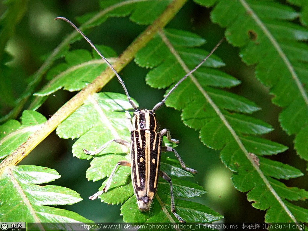 白条尖天牛