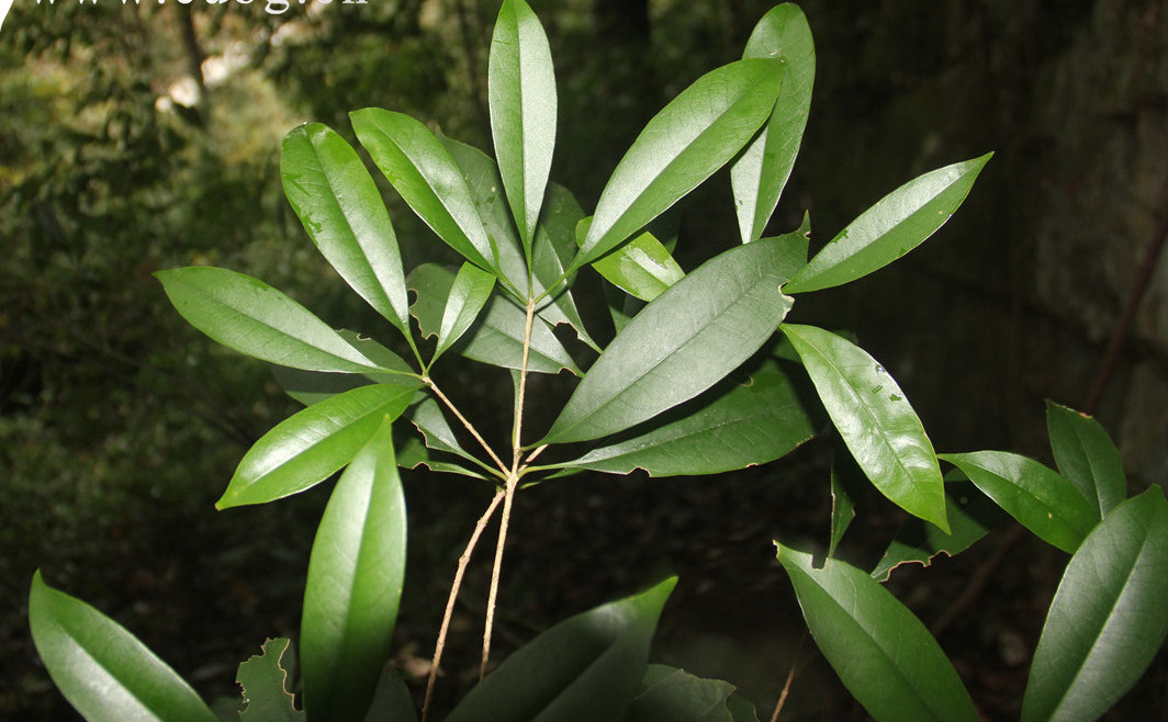  p>狭叶木樨(学名: i>osmanthus attenuatus /i> p. s.