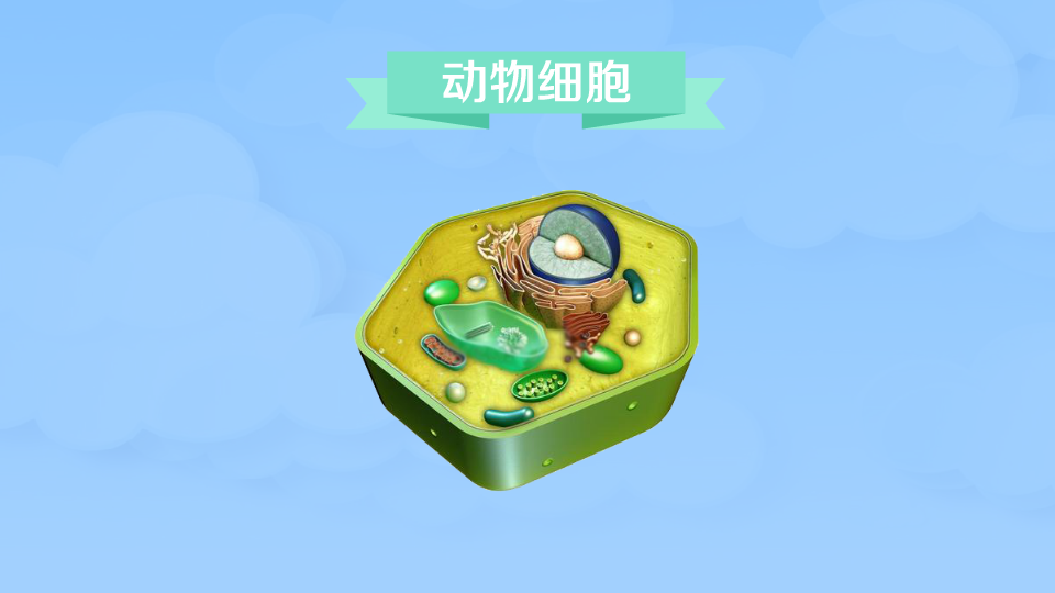 动物细胞:动物细胞立体结构图组成动物体的细胞