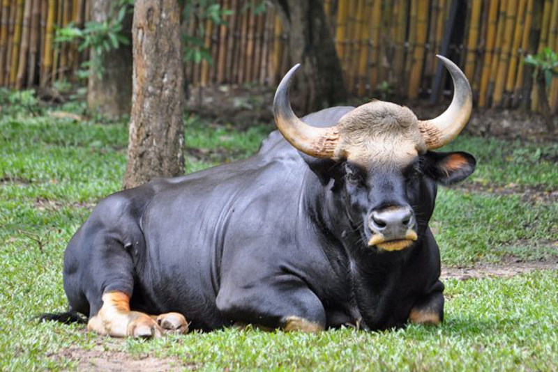  p>柬埔寨野牛(学名: i>bos sauveli /i>):是偶蹄目,牛科,牛属的哺乳