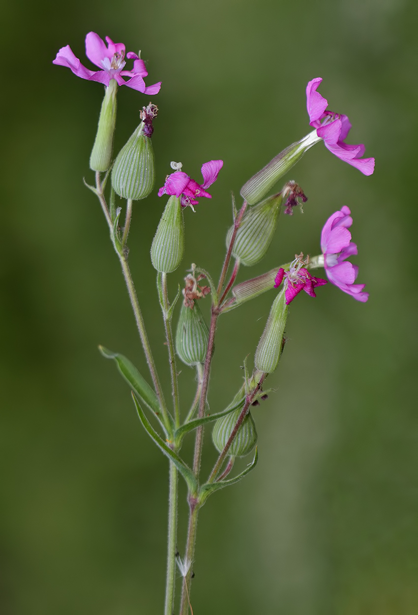 p>麦瓶草(学名: i>silene conoidea /i> l.)是石竹科,蝇子草属植物.