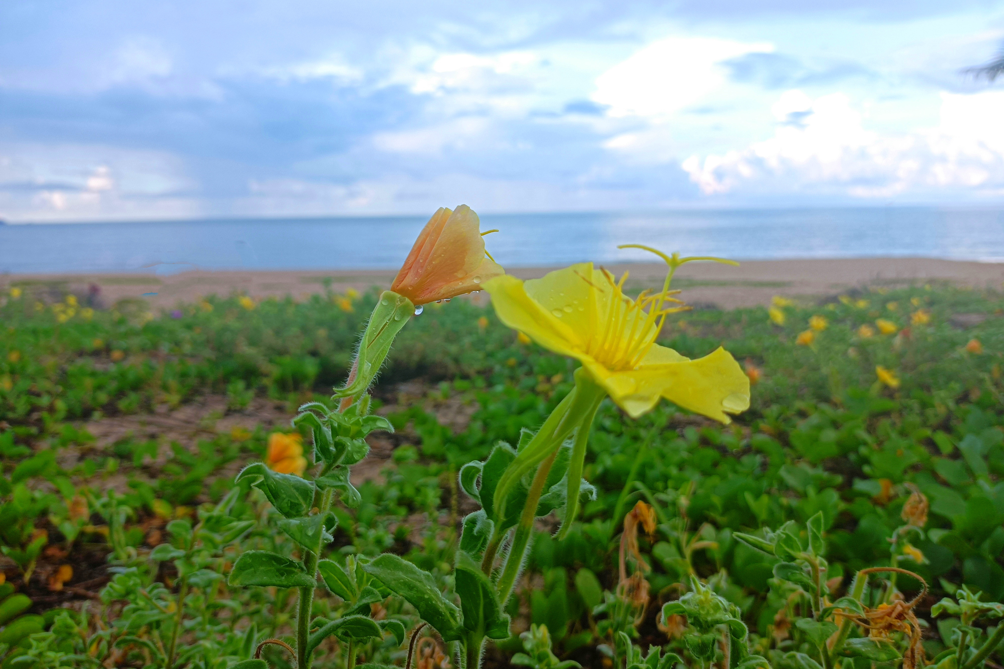 海边月见草