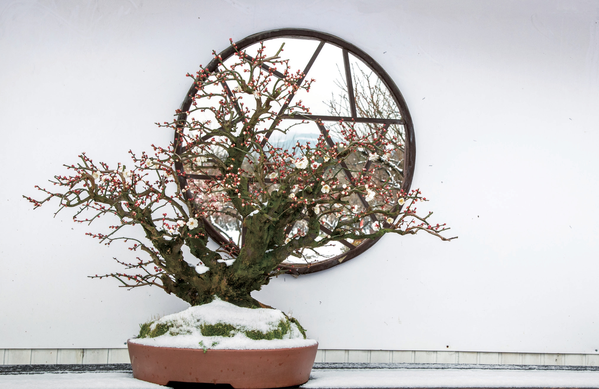 盆景技艺(苏派盆景技艺)