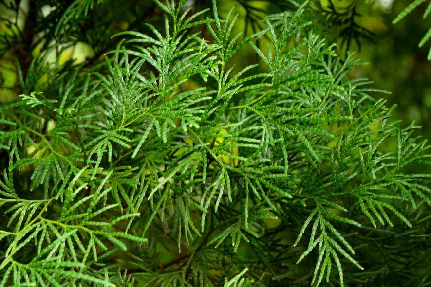  p data-id="tggykio8ms9y">翠柏,柏科翠柏属植物.