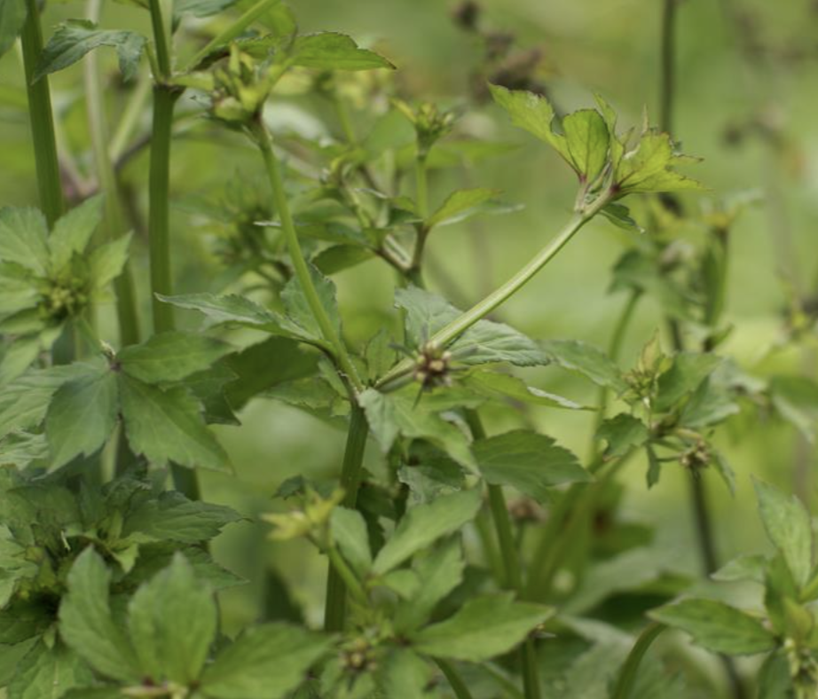 小黑药