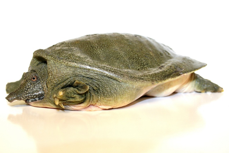  p>鳖(学名: i>pelodiscus sinensis /i>)是鳖科,鳖属动物.