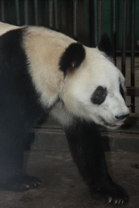  p data-id="gnvjr99wnc">成成,大熊猫,雌性,谱系号297.