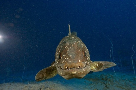  p data-id="gmx0ctmnhr">奇棘鱼属, i>idia