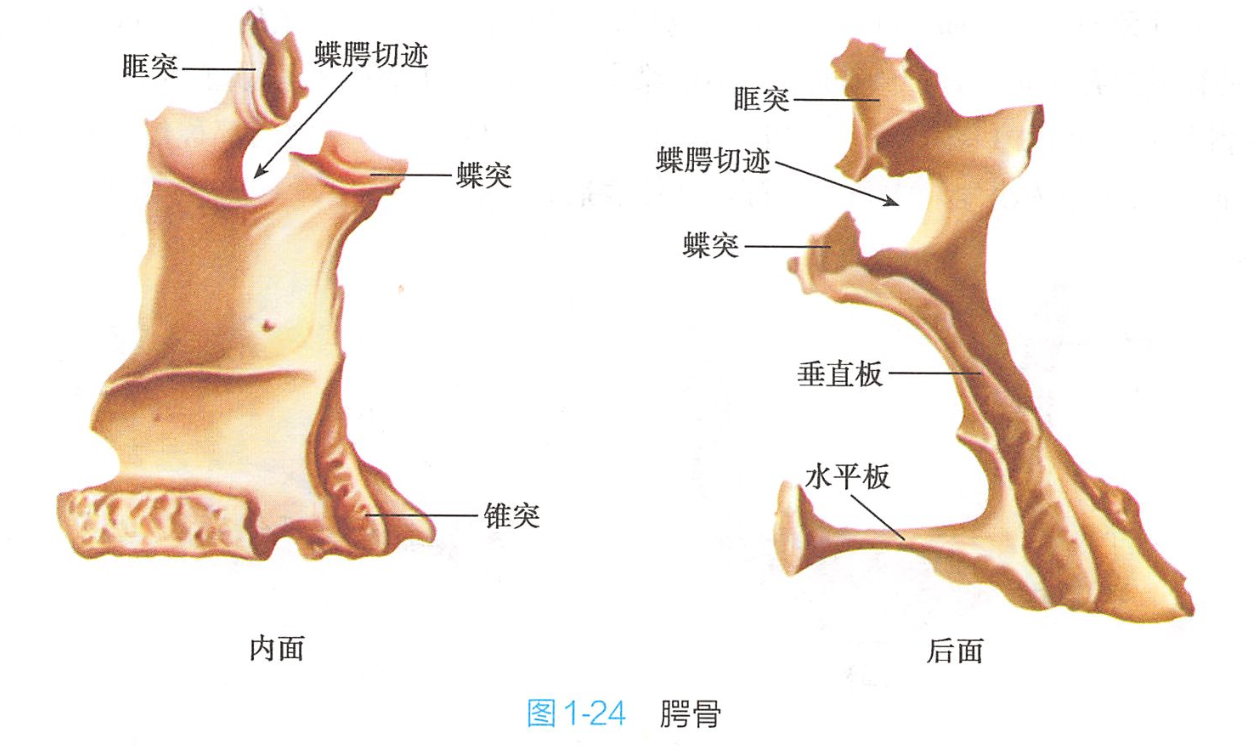 其构成鼻腔外侧壁及骨腭的后部,并参与颞下窝和翼腭窝的构成. /p>