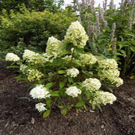 Hydrangea paniculata 'SMHPMWMH' CANDY APPLE_百度百科