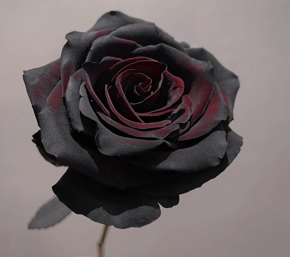 蔷薇科 /a>家族成员的 a target="_blank" href="/item/月季花