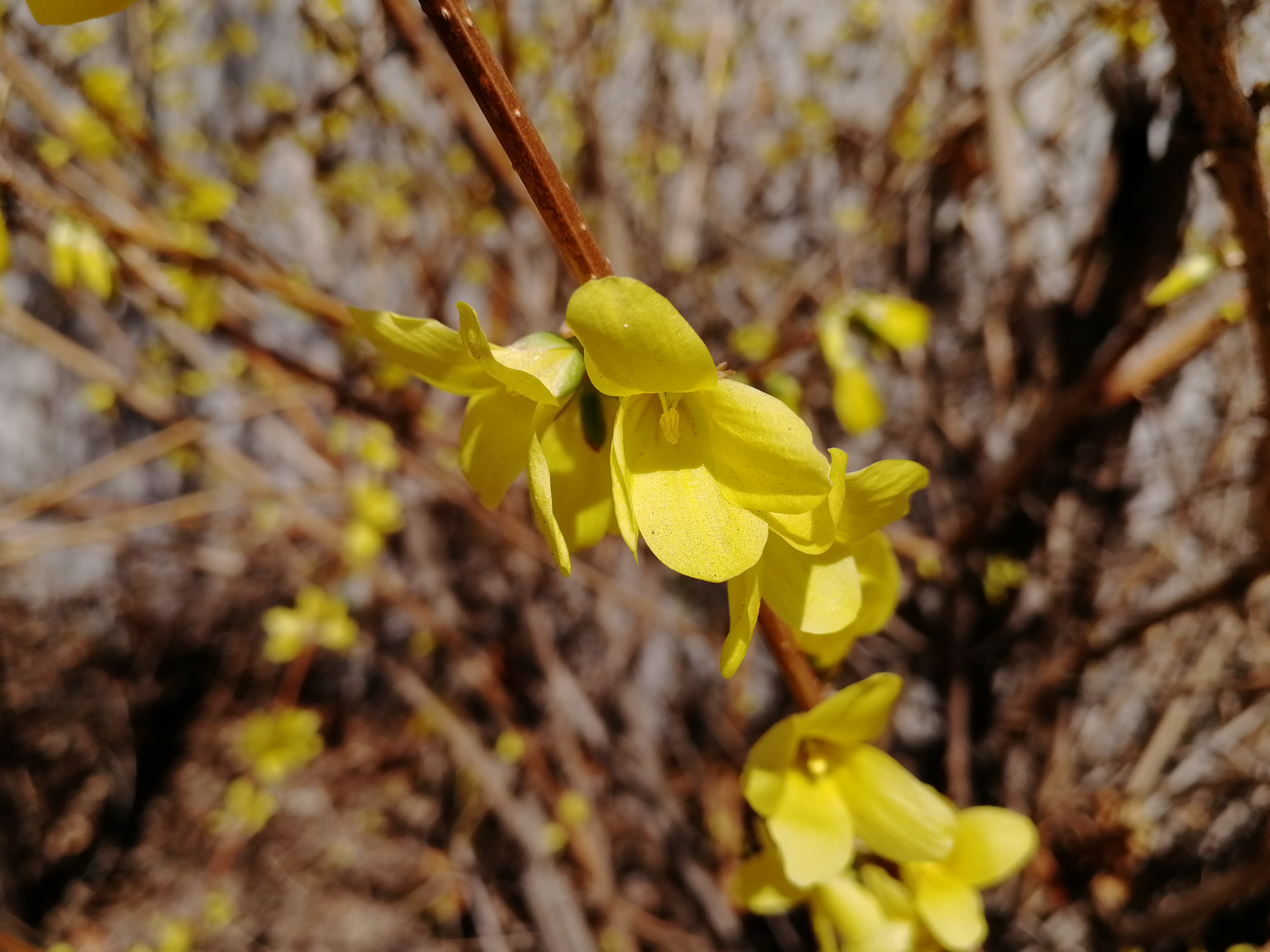  p>花卉,是具有观赏价值的草本植物,是用来描绘欣赏的植物的统称,喜阳
