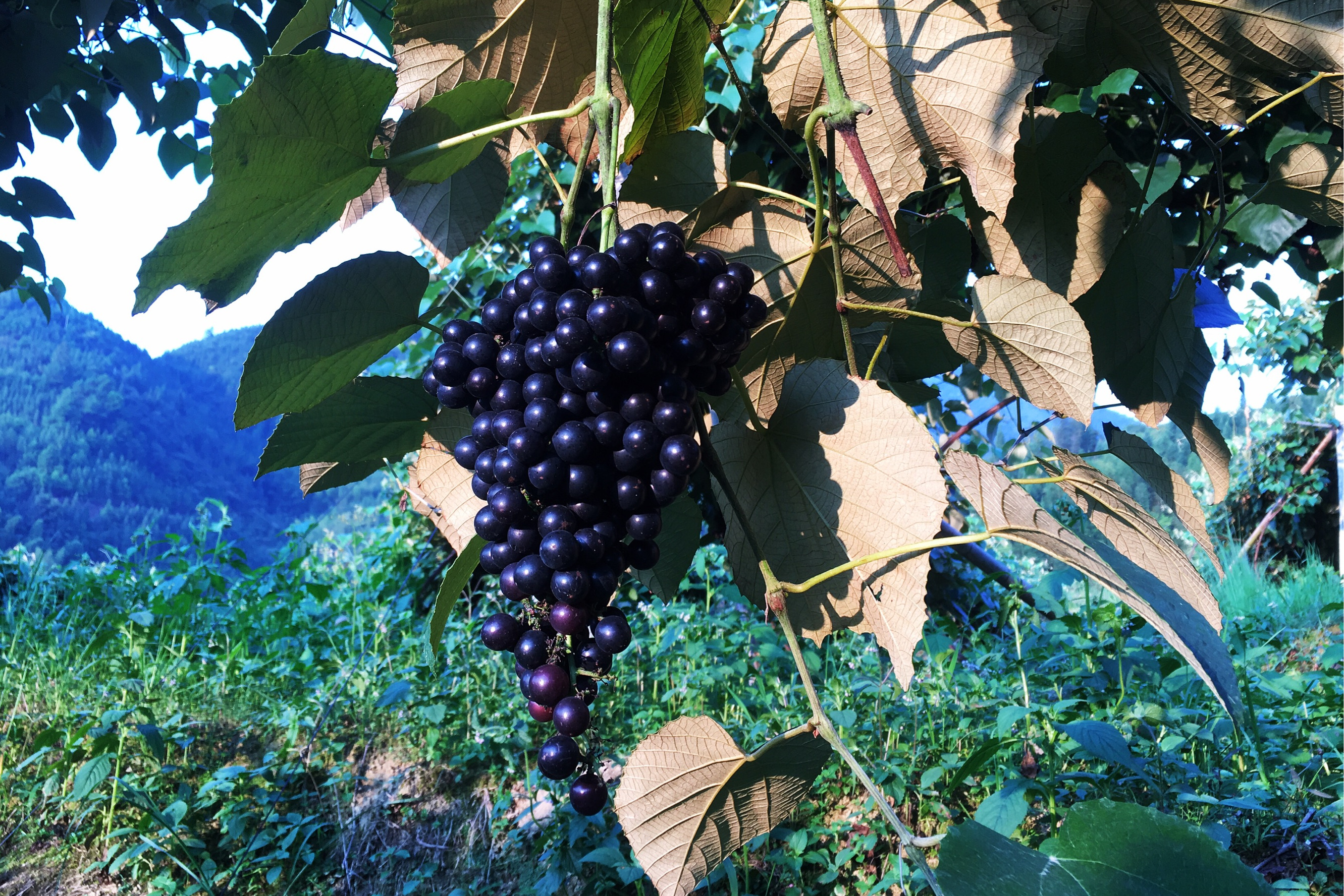  p data-id="tzp8xe2p2bep">野葡萄,是葡萄科葡萄属的木质藤本植物.