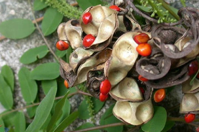  p>海红豆属(学名:adenanthera)是 a href="#" data-lemmaid="3673485