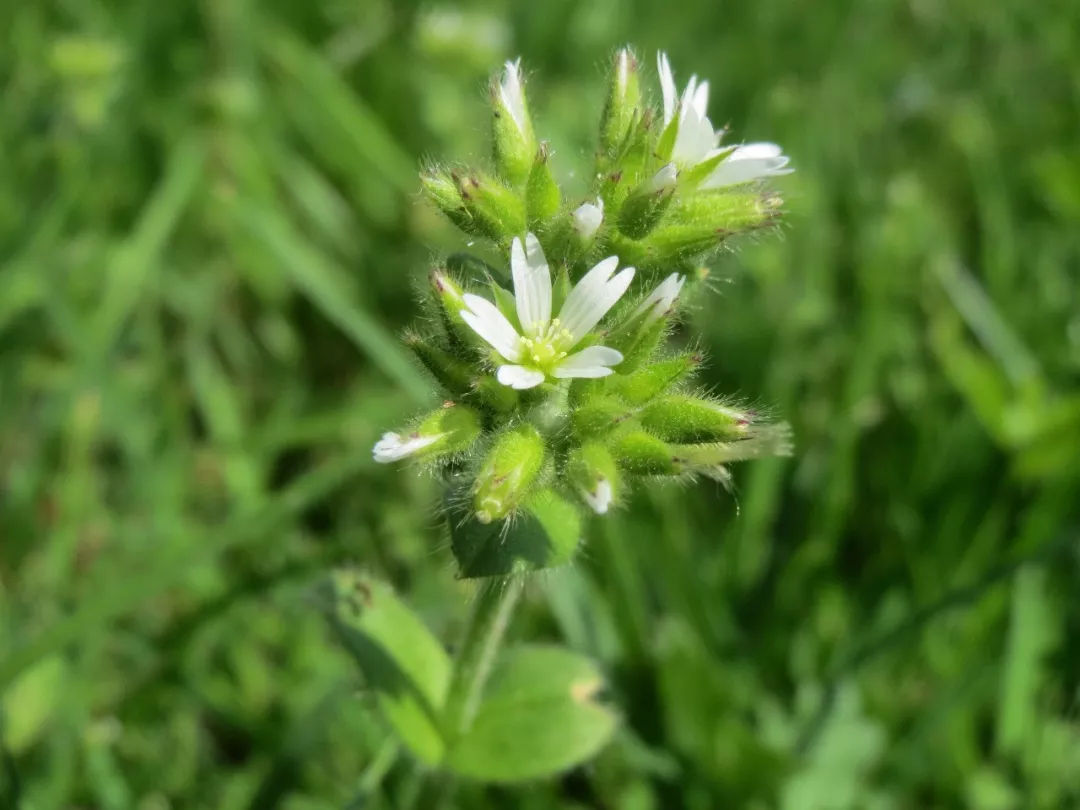 是石竹科卷耳属多年生草本植物.