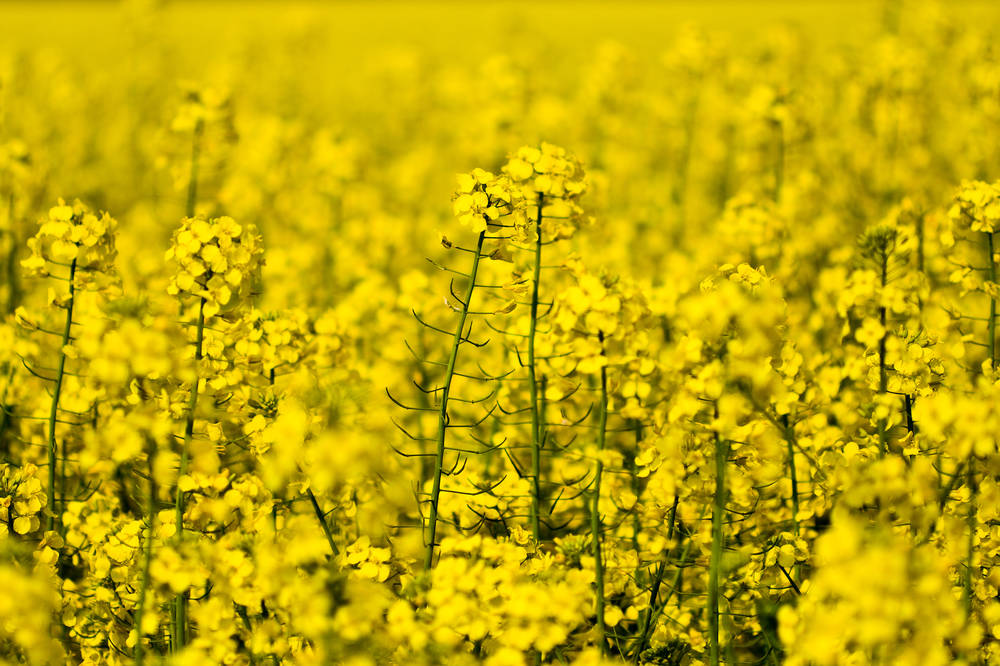  p>欧洲油菜 (学名: i>brassica napus /i> l.