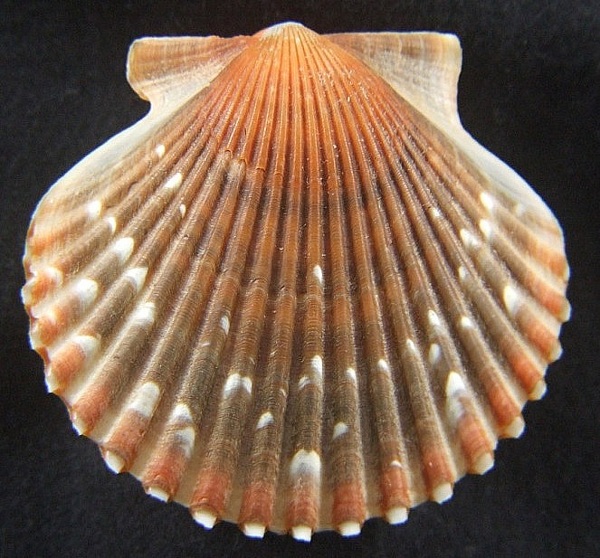 海湾扇贝(学名: i>argopecten irradians /i>)是扇贝科海湾扇贝属贝类