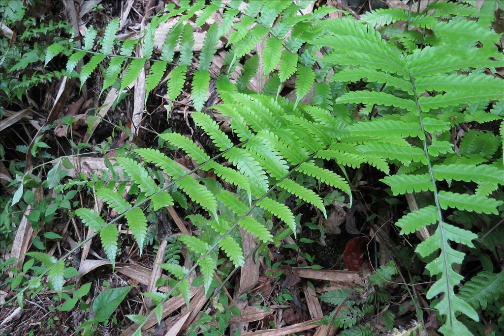  p>长耳刺蕨(学名: i>bolbitis longiaurita /i> f. g. wang & f.