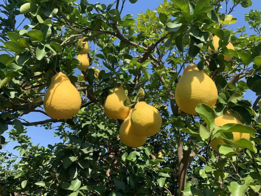  p data-id="txt2a1cbplsq">沙田柚(citrus maxima shatian yu)